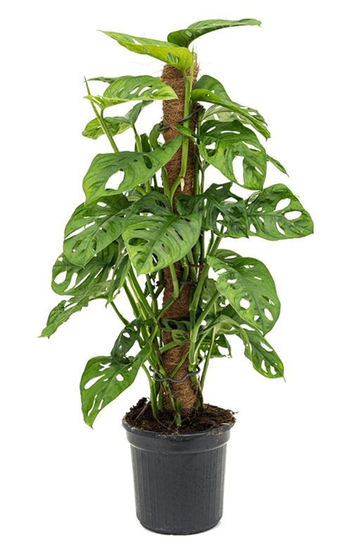 Monstera Siltepecana