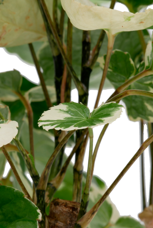 Aralia Balfourii