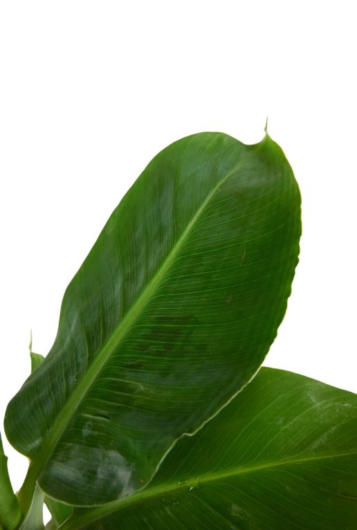 Alocasia Branchifolia Pink Passion blad