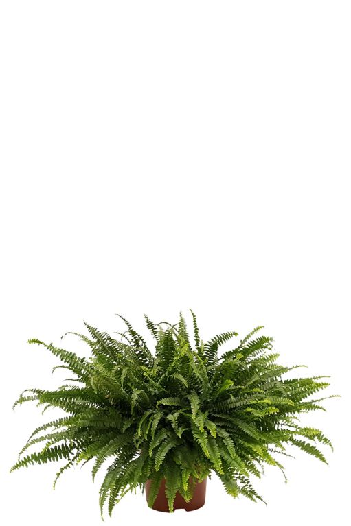 Nephrolepis green lady varen