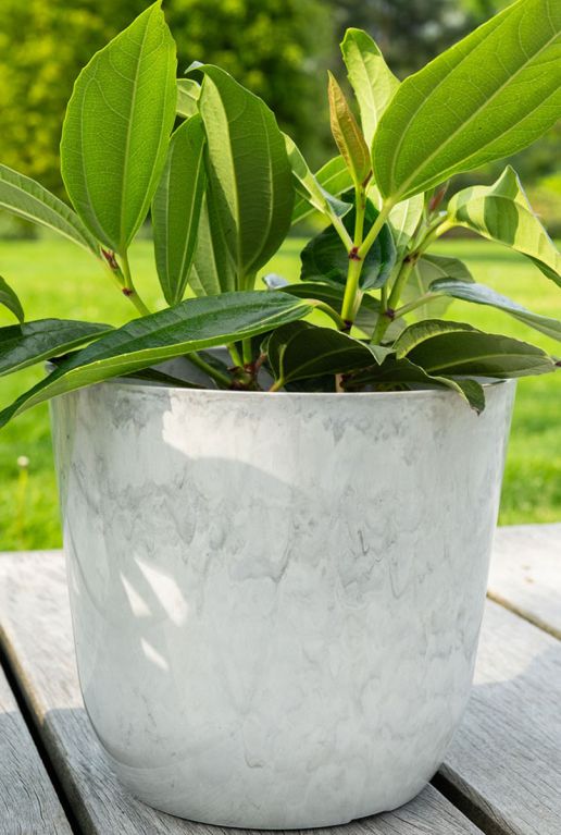 Monstera Siltepecana