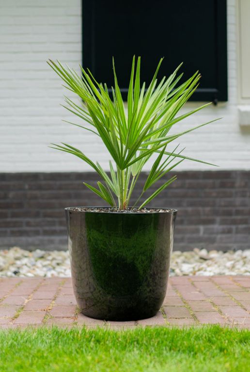Scindapsus Treubii Dark plant