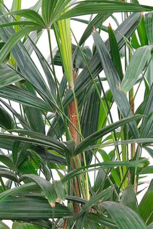 Monstera Siltepecana