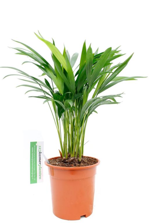 Areca (chrysalidoc.) lutescens 