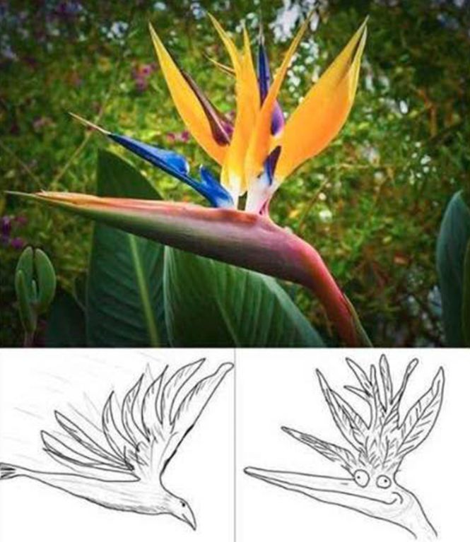 Paradijsvogelbloem