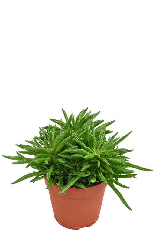 Hoya Krohniana Silver blad
