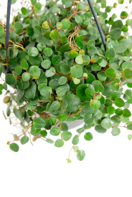 Peperomia Pepperspot