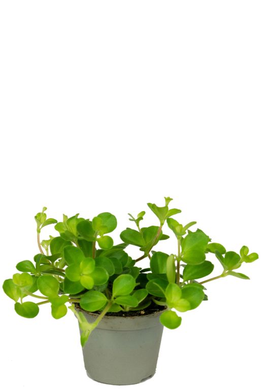 Peperomia rotundifolia plant