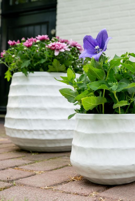 Syngonium Pink Splash