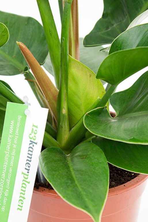 Monstera Siltepecana