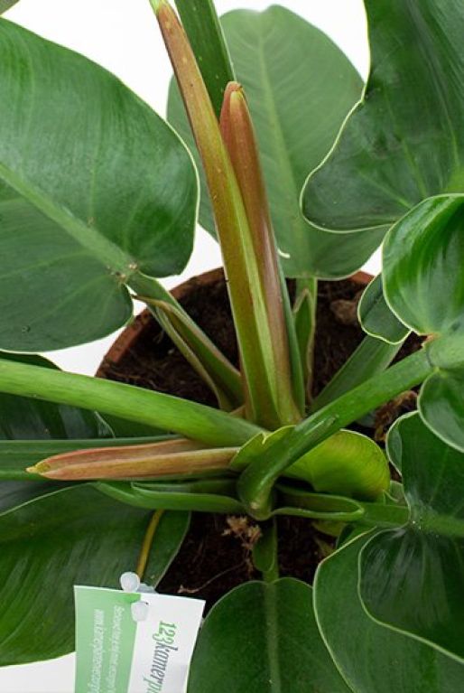 Alocasia Branchifolia Pink Passion blad