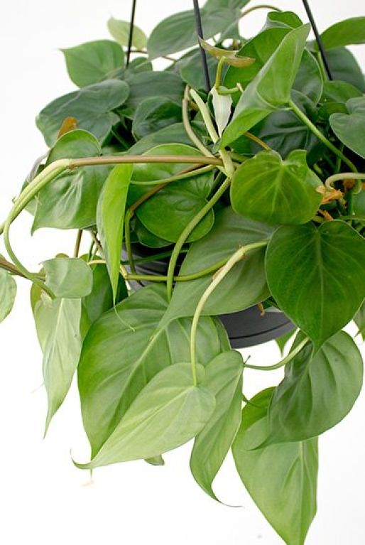 Philodendron scandens