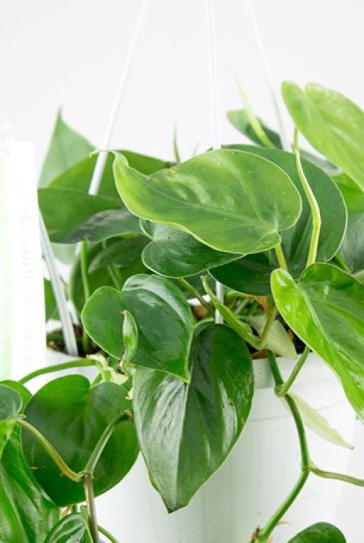 Hoya Krohniana Silver blad