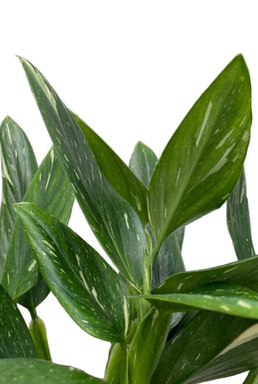 Hoya Krohniana Silver blad