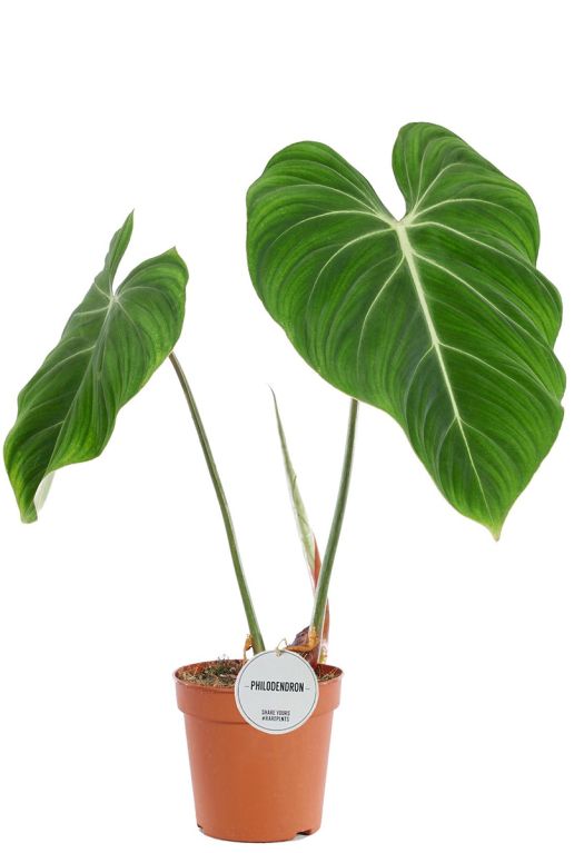 Philodendron gloriosum