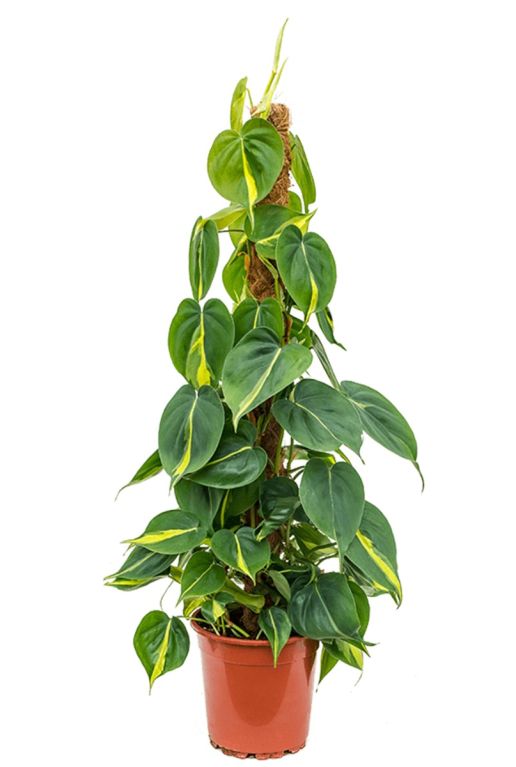 Philodendron grand brasil plant