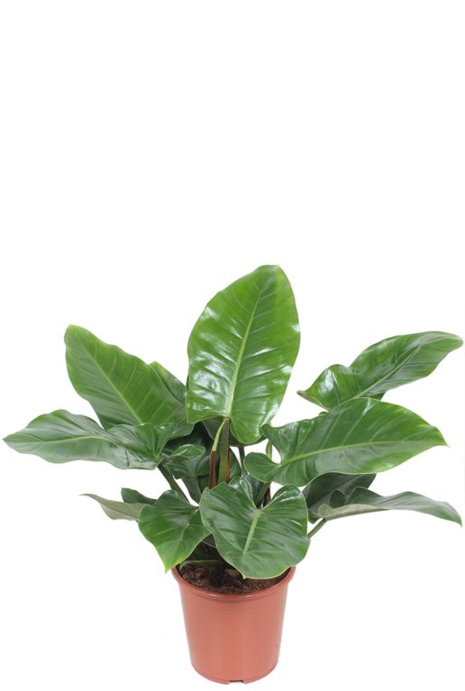Hoya Krohniana Silver blad