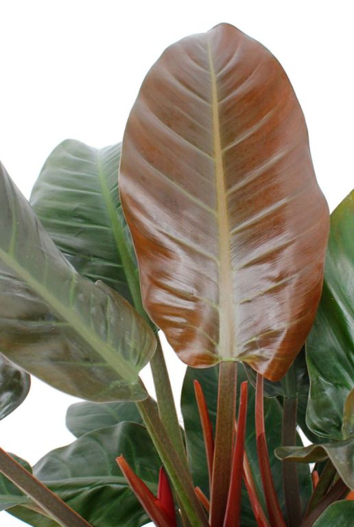 Hoya Krohniana Silver blad