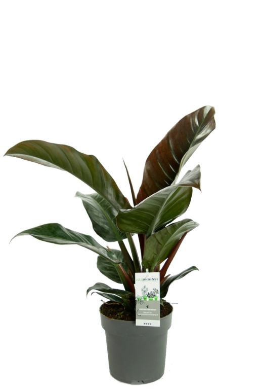 Alocasia Branchifolia Pink Passion blad