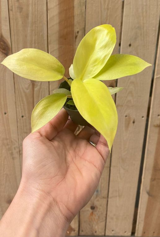 Hoya Krohniana Silver blad