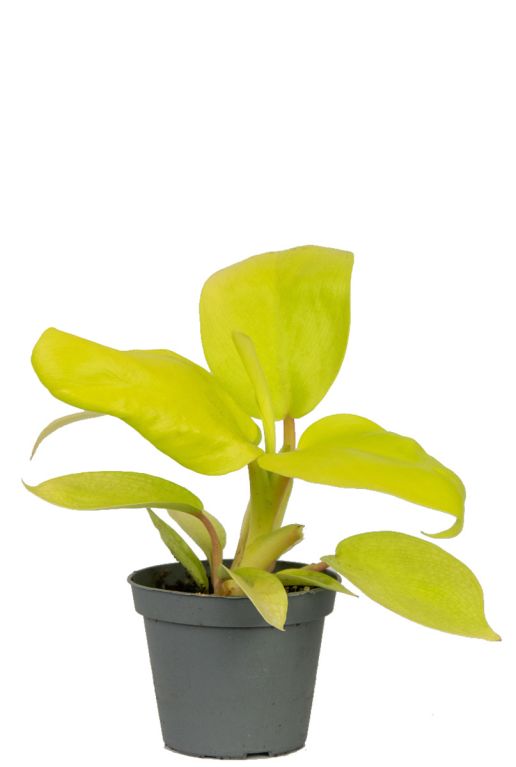 Monstera Siltepecana