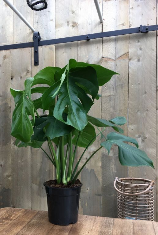 Philodendron Plowmanii