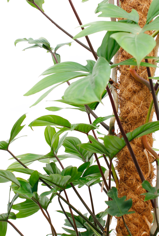 Monstera Siltepecana