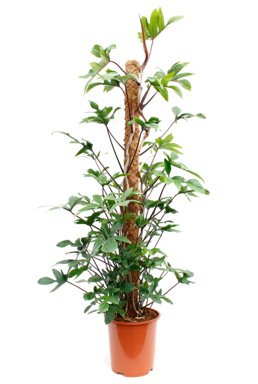 Syngonium Red Spot blad