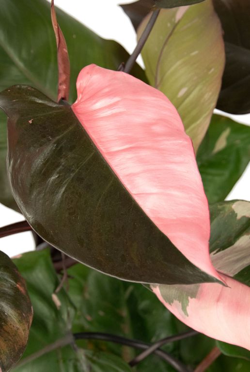 Hoya Krohniana Silver blad