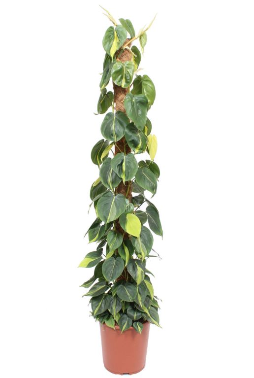 Hoya Krohniana Silver blad