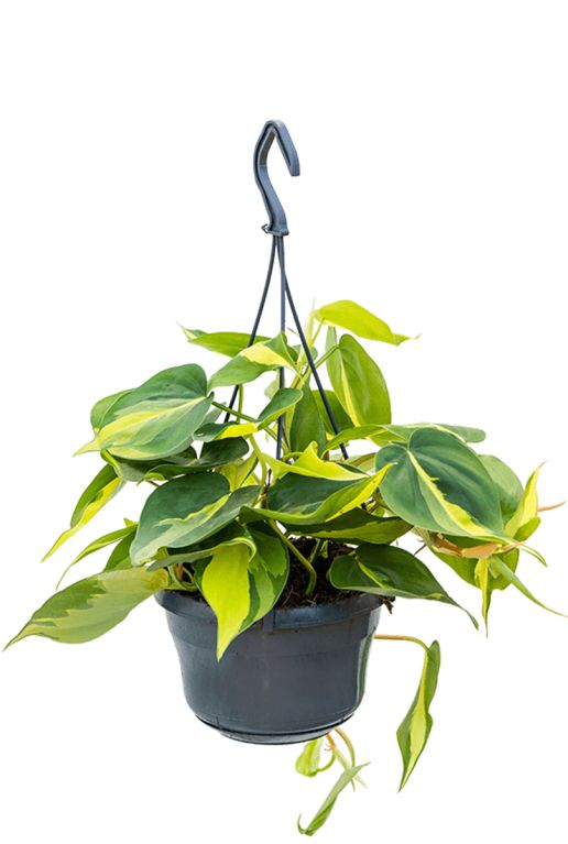 Syngonium Pink Splash