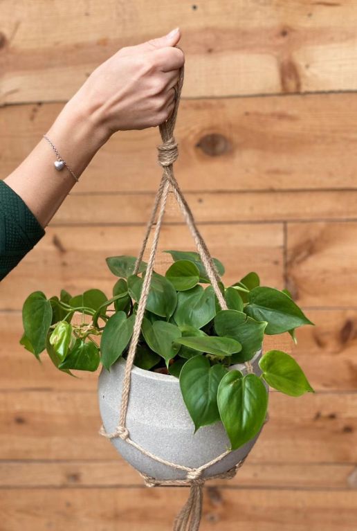 Hoya Krohniana Silver blad
