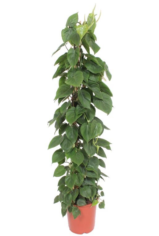 Philodendron Brandtianum