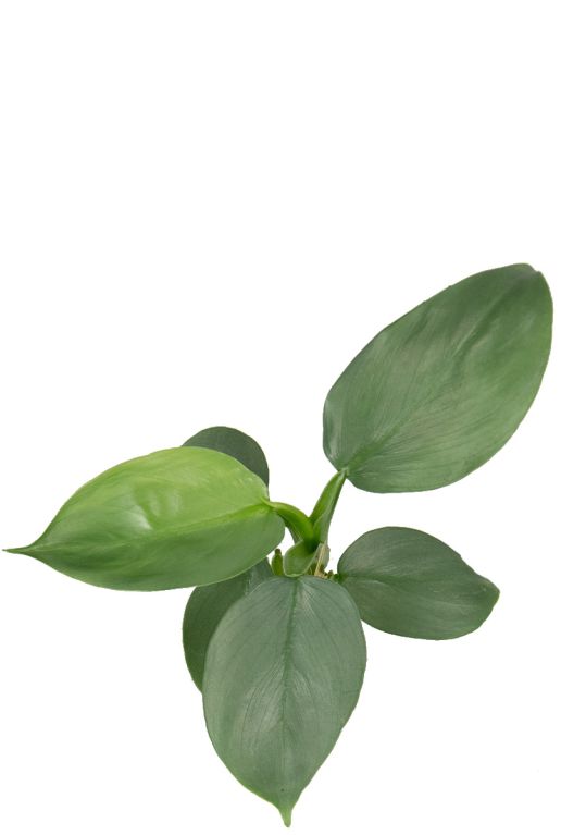 Hoya Krohniana Silver blad
