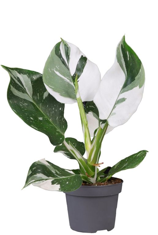 Hoya Krohniana Silver blad