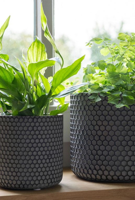 Pot bernt plant zwart
