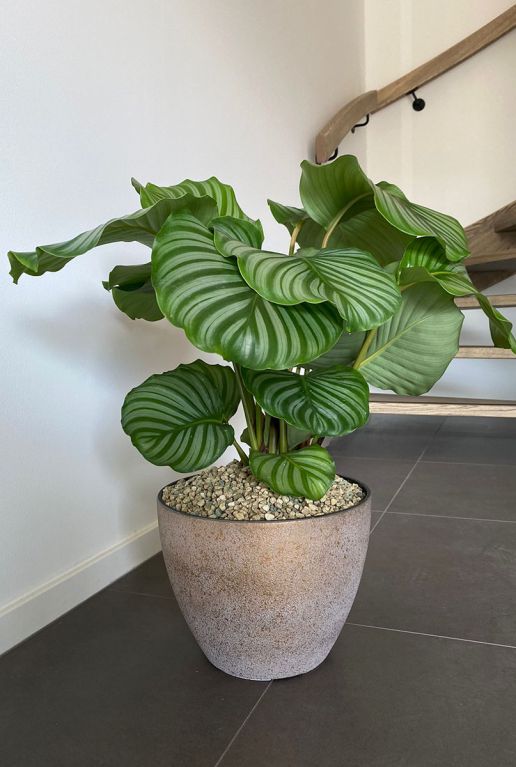 Monstera Siltepecana