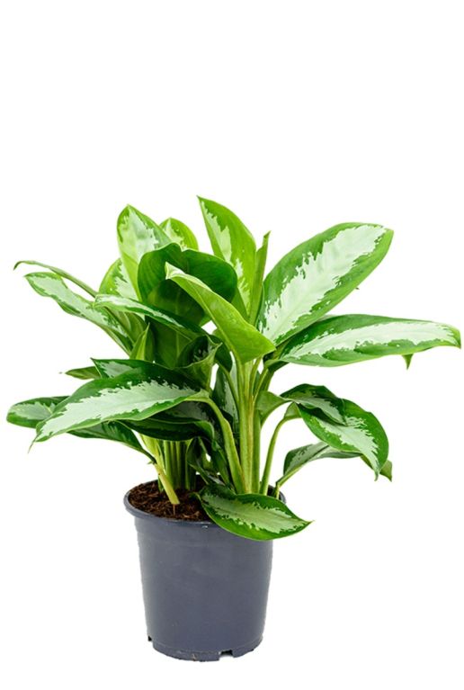 Aglaonema diamond bay
