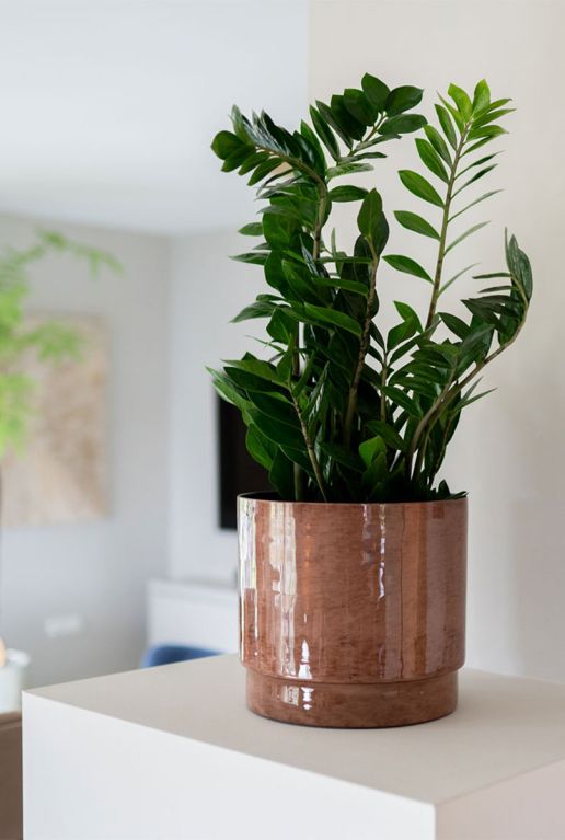 Monstera Siltepecana