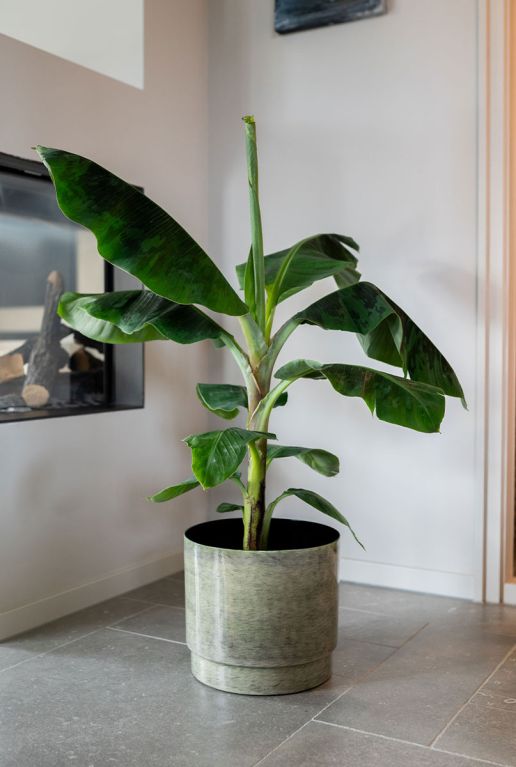 Monstera Siltepecana