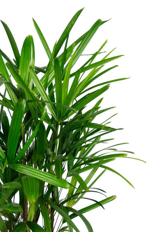 Monstera Siltepecana