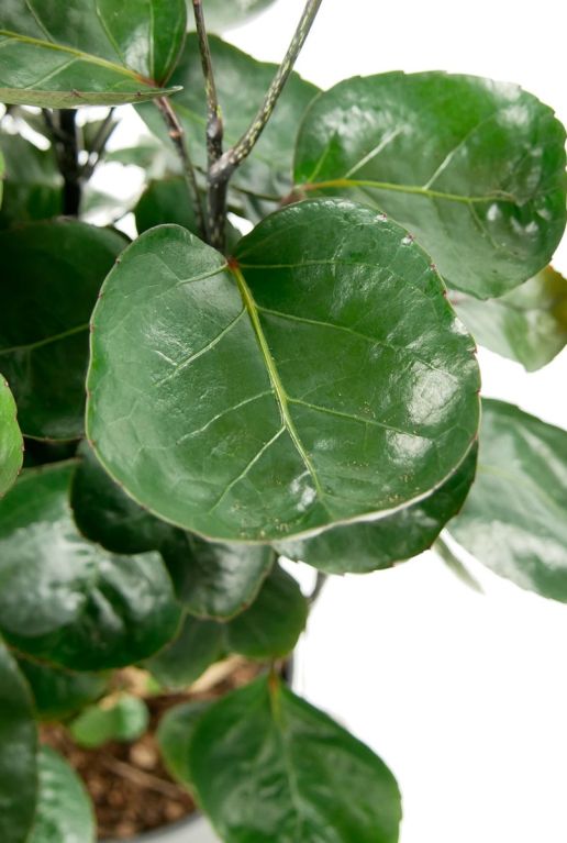 Monstera Siltepecana