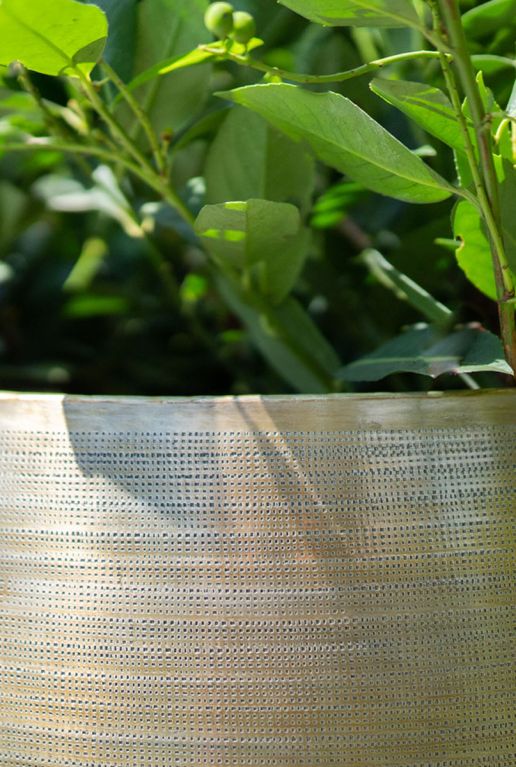 Epipremnum Pinnatum Global Green