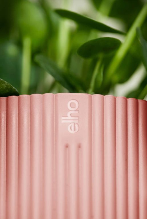 Syngonium Pink Splash