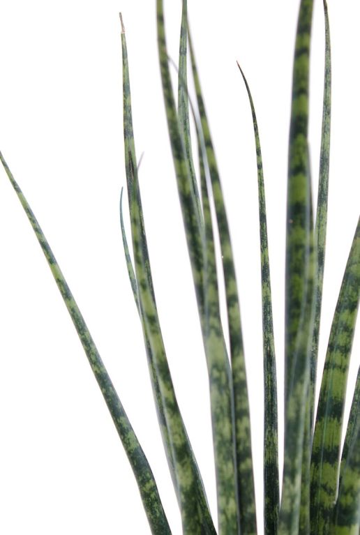 Feuilles épineuses de Sansevieria Fernwood