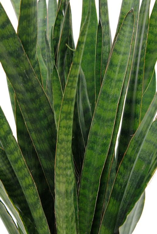 Monstera Siltepecana