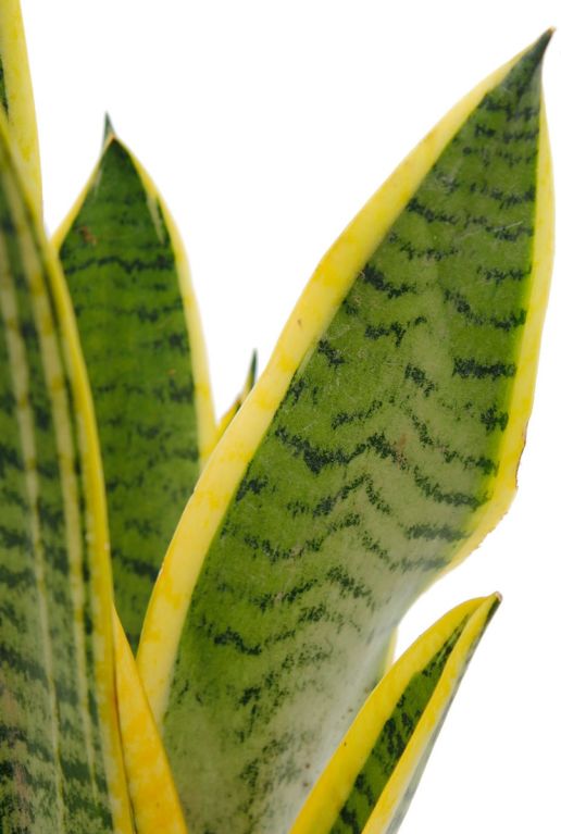 Monstera Siltepecana