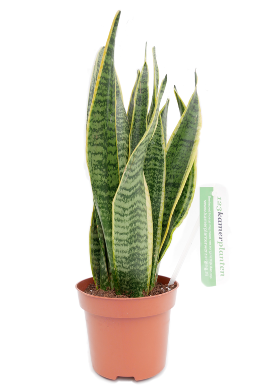 Sansevieria lady's tongue une plante d'intérieur durable