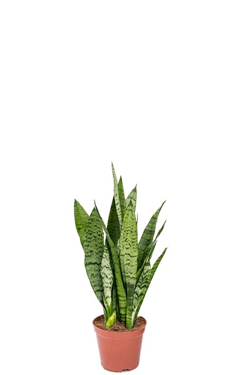 Monstera Siltepecana