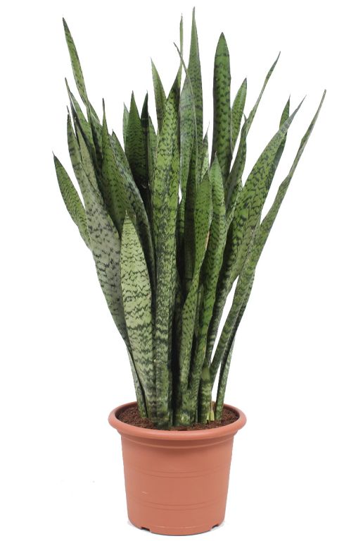 Alocasia Branchifolia Pink Passion blad